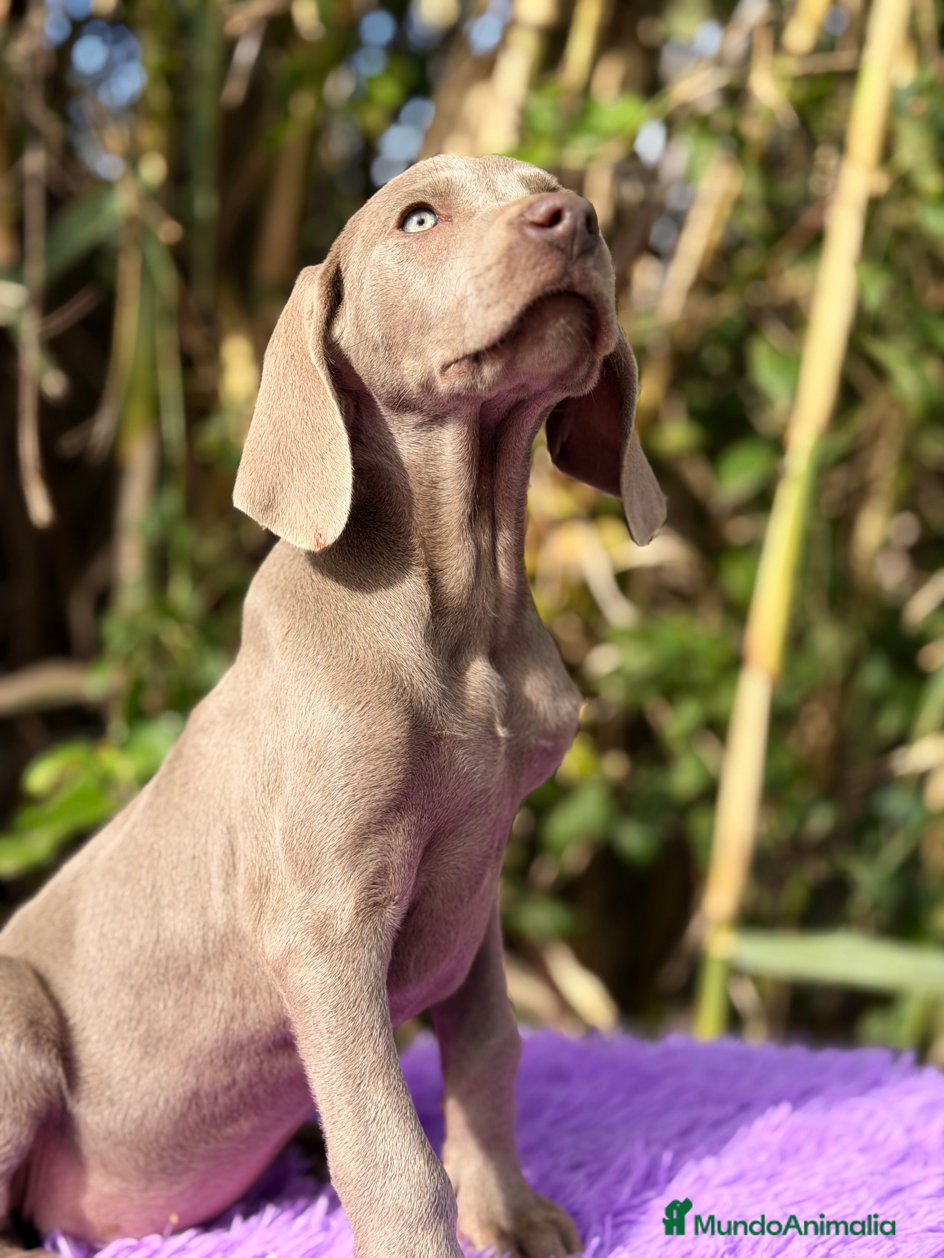 Weimaraner perros Braco de Weimar disponible - Anuncio 5