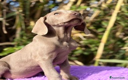 Weimaraner perros en venta: Braco de Weimar disponible - Anuncio 1