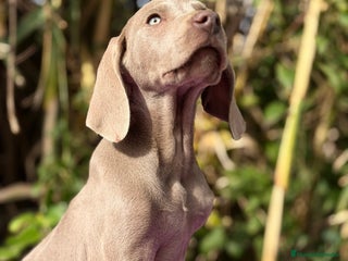 Weimaraner perros Braco de Weimar disponible - Anuncio 1