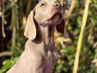 Weimaraner perros Braco de Weimar disponible - Anuncio 22