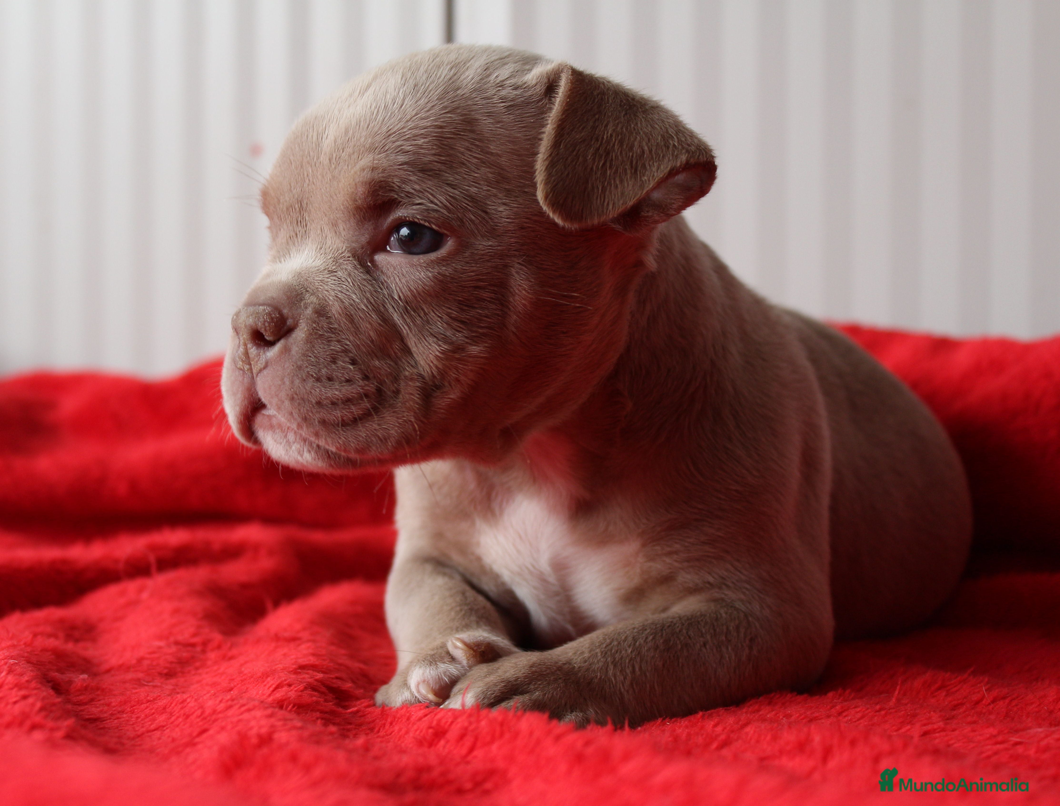American Bully perros American bully micro - Anuncio 8