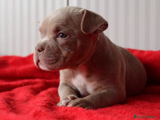 American Bully perros American bully micro - Anuncio 8