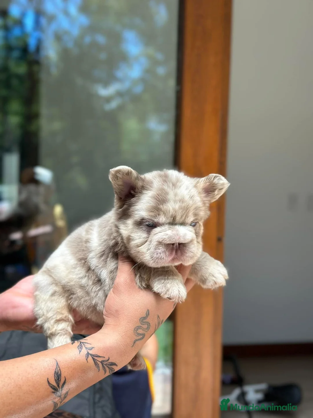 Bulldog Francés perros en venta: Exóticos bulldog francés !  - Anuncio 7