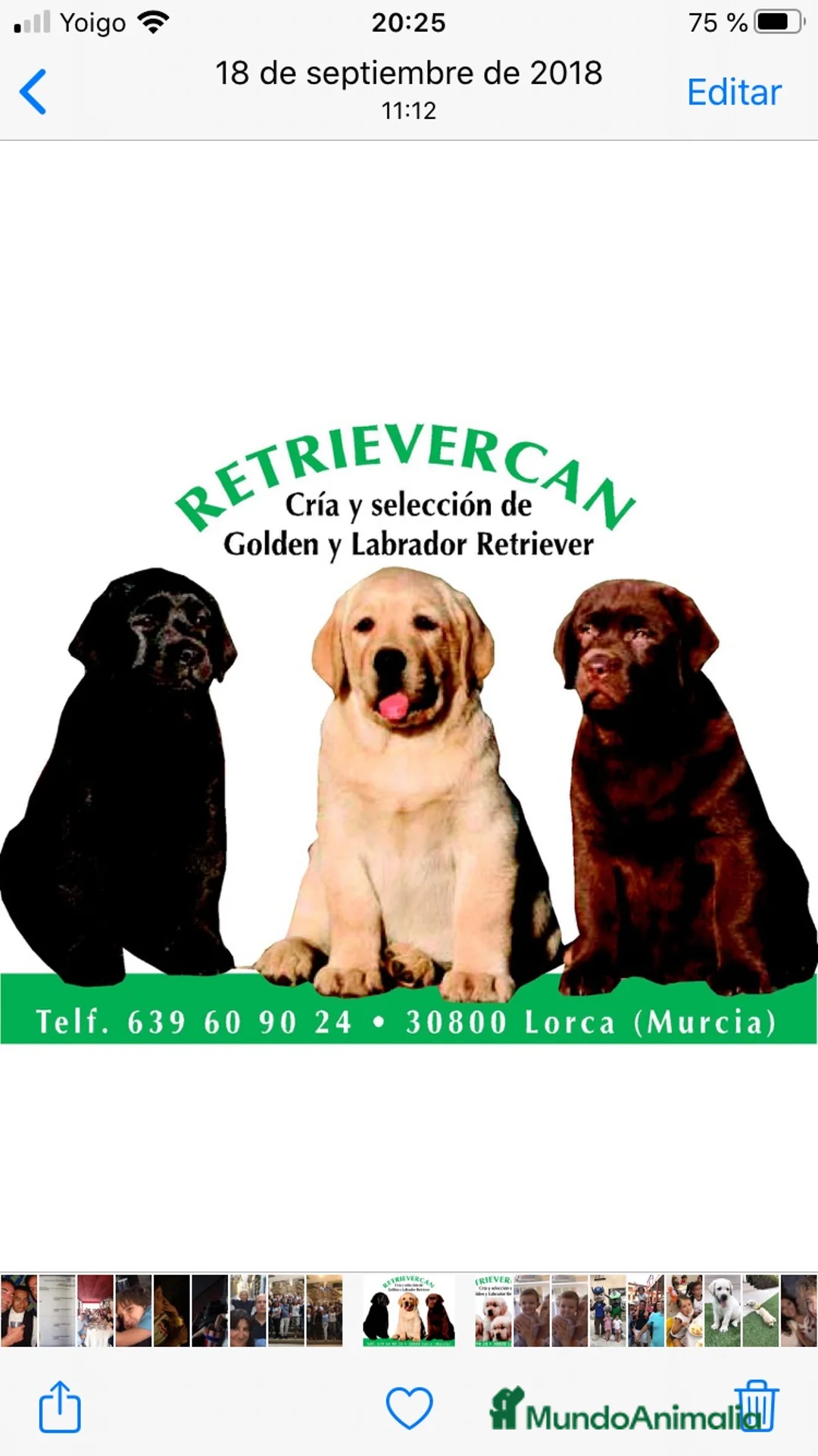 Labrador Retriever perros en venta: Cachorros labrador  negro con pedigree  - Anuncio 1