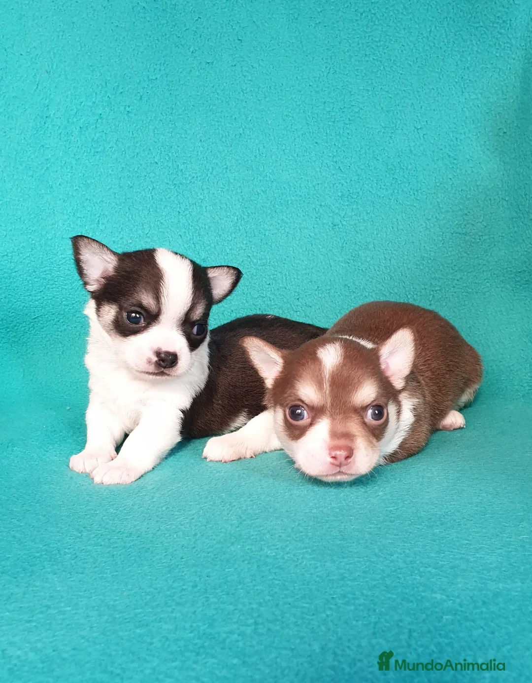 Chihuahua perros en venta: Chihuahuas pelo largo y pelo corto  en Ciudad Real - Anuncio 1