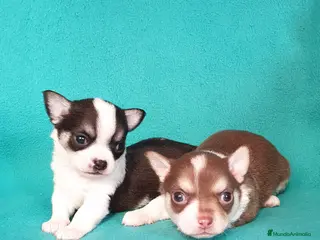Chihuahua perros Chihuahuas pelo largo y pelo corto en Ciudad Real - Anuncio 32