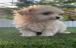Maltipoo perros en venta: MALTIPOO MACHO - Imagen 1