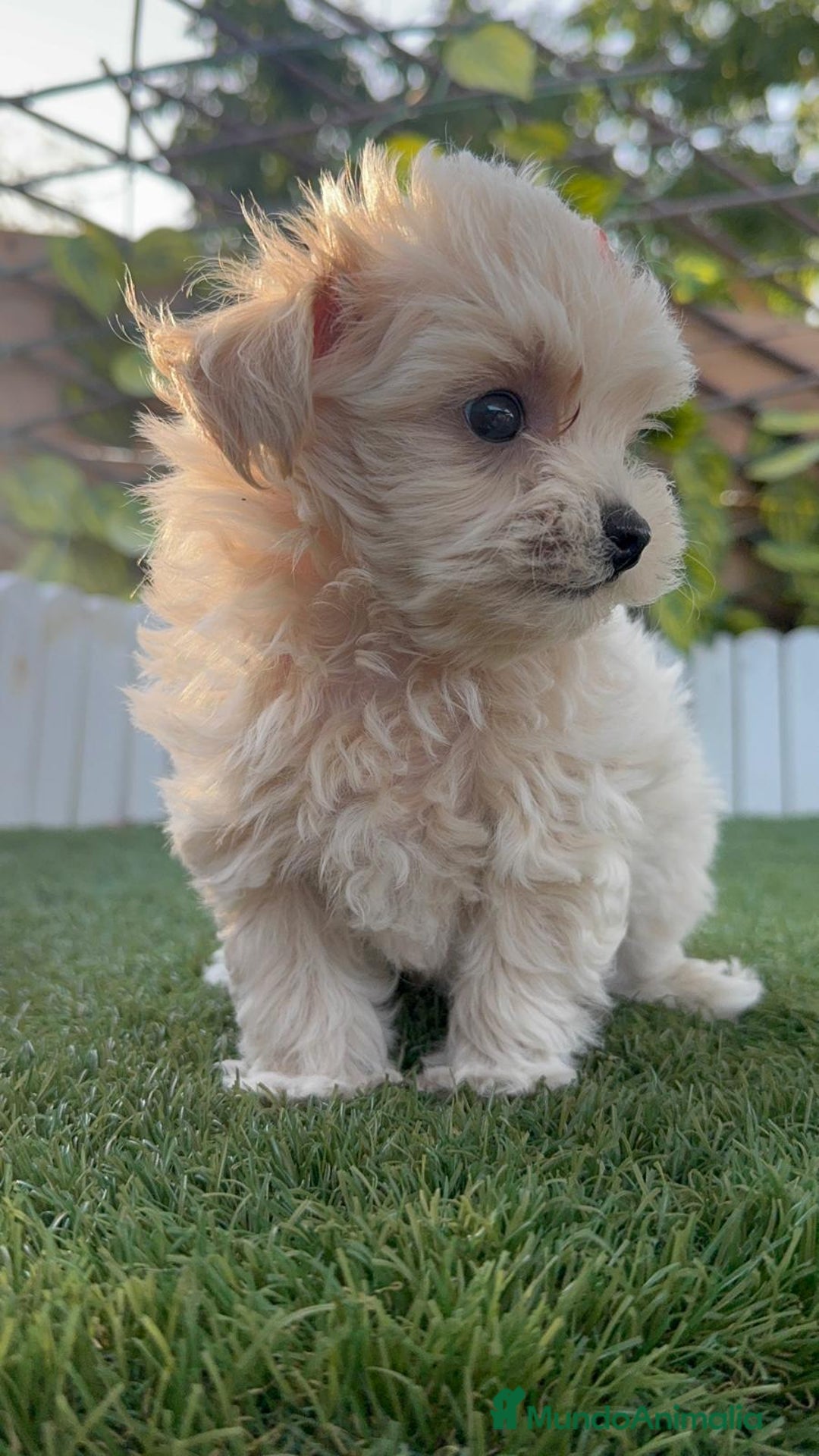 Maltipoo perros en venta: MALTIPOO MACHO - Imagen 1