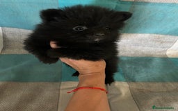 Pomerania perros en venta: Pomeranias - Imagen 10