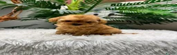 Caniche Toy perros en venta: CANICHE TOY - Anuncio 16