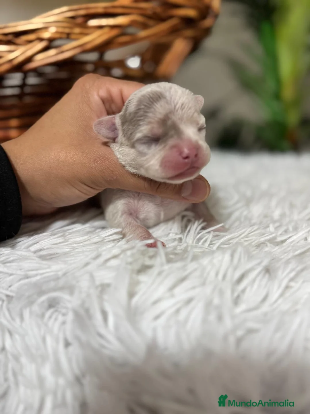 Chihuahua perros en venta: CHIHUAHUA MERLE MACHO - Anuncio 12
