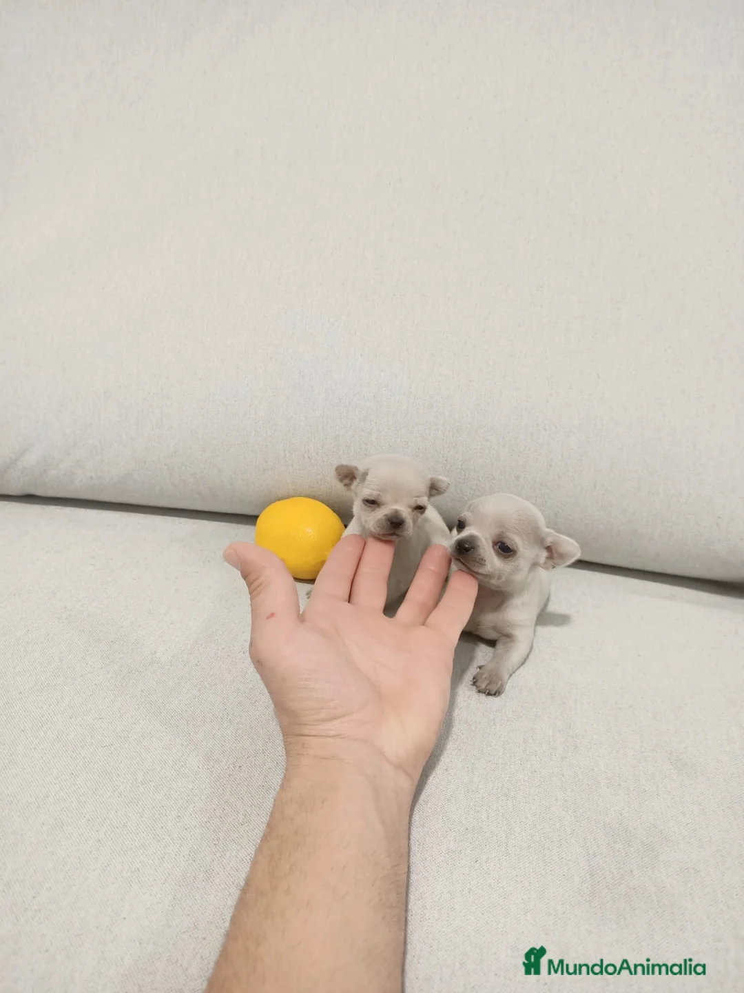 Chihuahua perros en venta: Chihuahua  - Anuncio 2