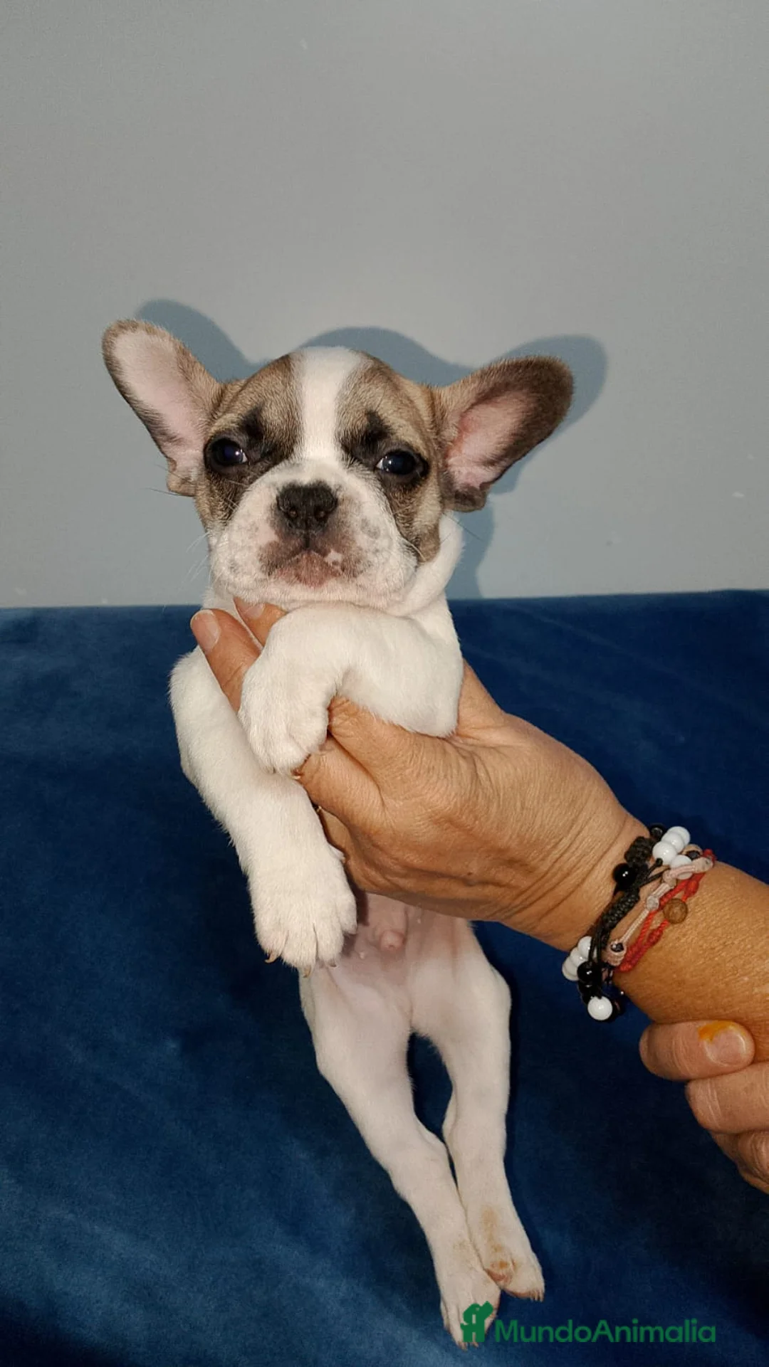 Bulldog Francés perros en venta: Bulldog francés  - Anuncio 3