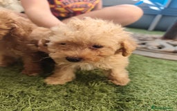 Caniche Toy perros en venta: CAMADA CANICHE TOY ROJO - Imagen 6