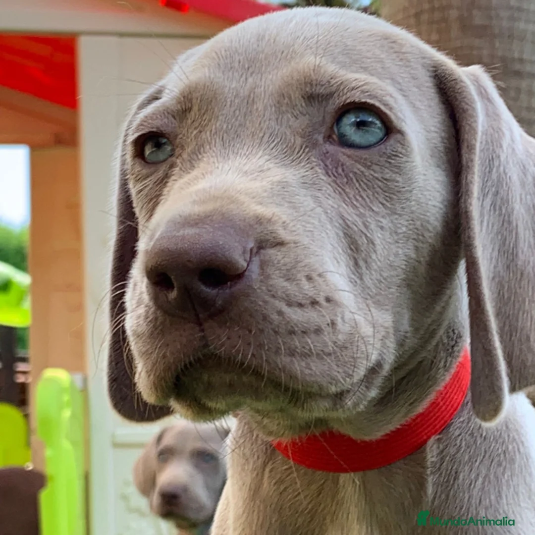 Weimaraner perros en venta: BRACO DE WEIMAR CACHORROS  - Anuncio 4
