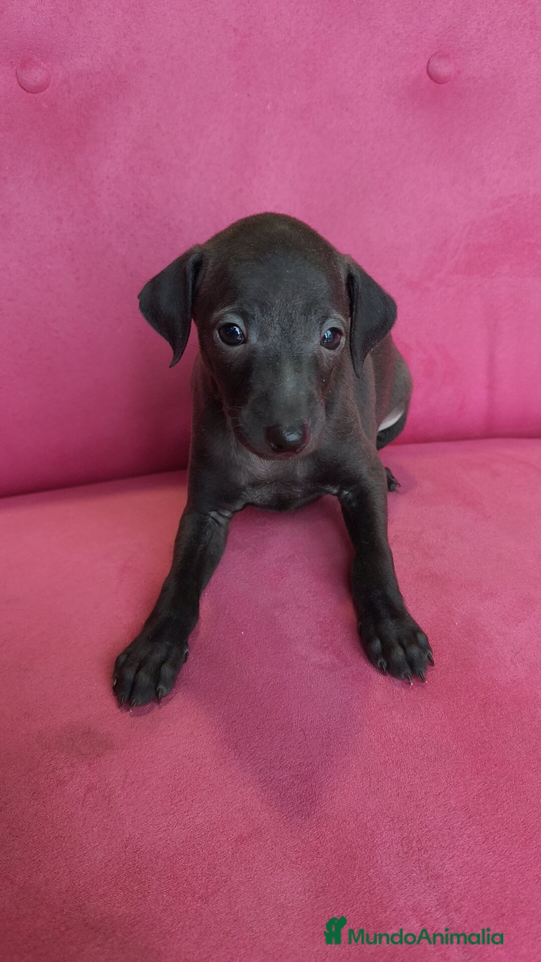 Pequeño Lebrel Italiano perros en venta: Pequeño lebrel Italiano Piccolo Macho - Anuncio 3
