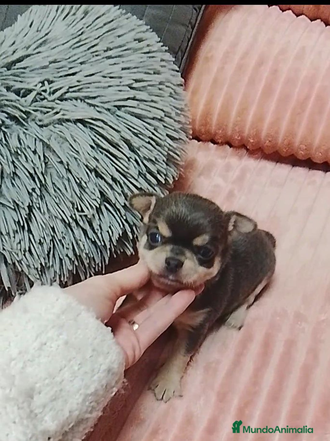 Chihuahua perros en venta: Chihuahuas cabeza de manzana - Anuncio 7