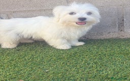 Bichón Maltés perros en venta: Bichon maltes - Imagen 19