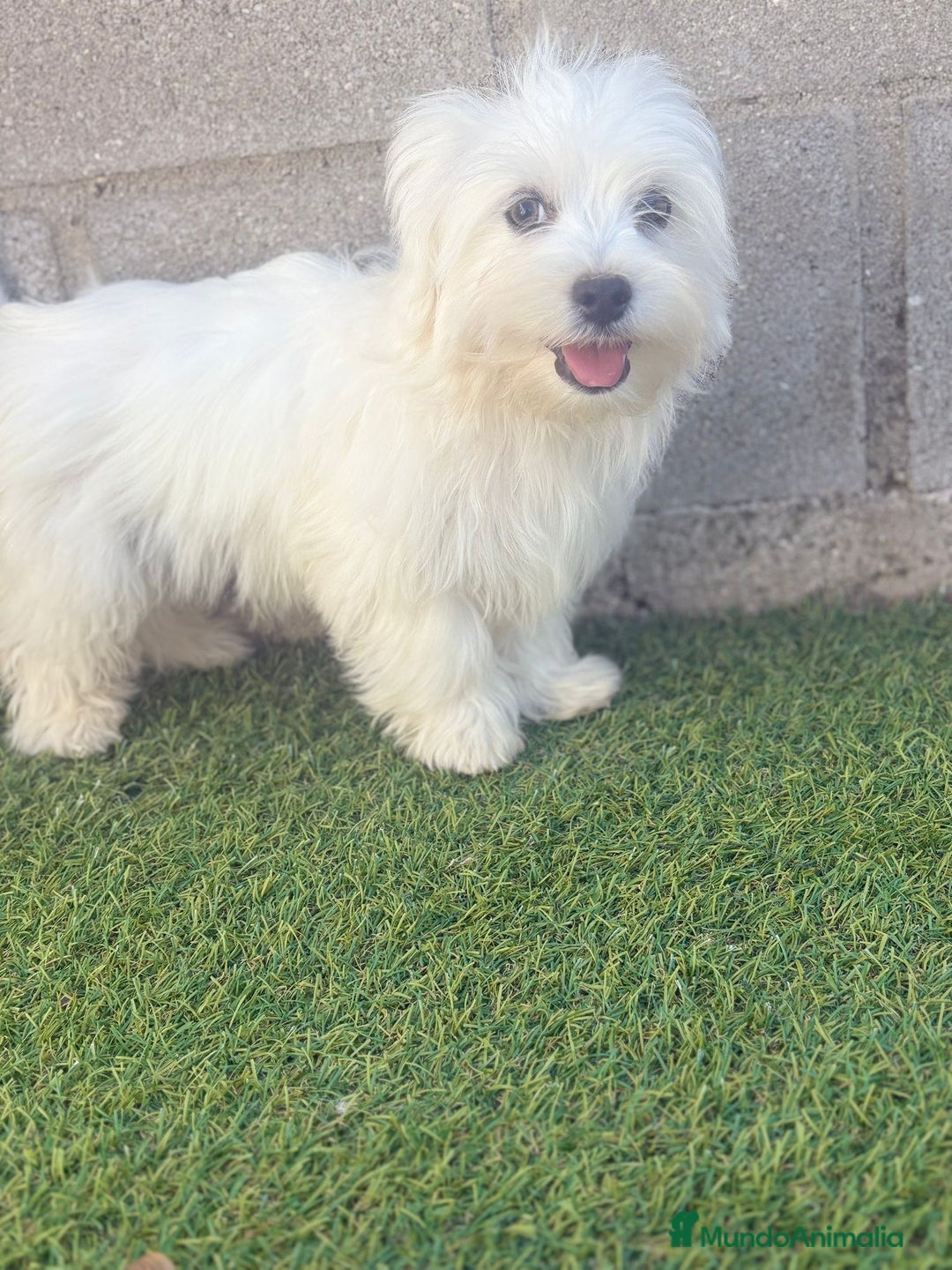 Bichón Maltés perros en venta: Bichon maltes - Imagen 19