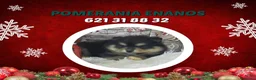 Pomerania perros en venta: IMPRESIONANTES POMERANIA MACHOS Y HEMBRAS - Anuncio 5