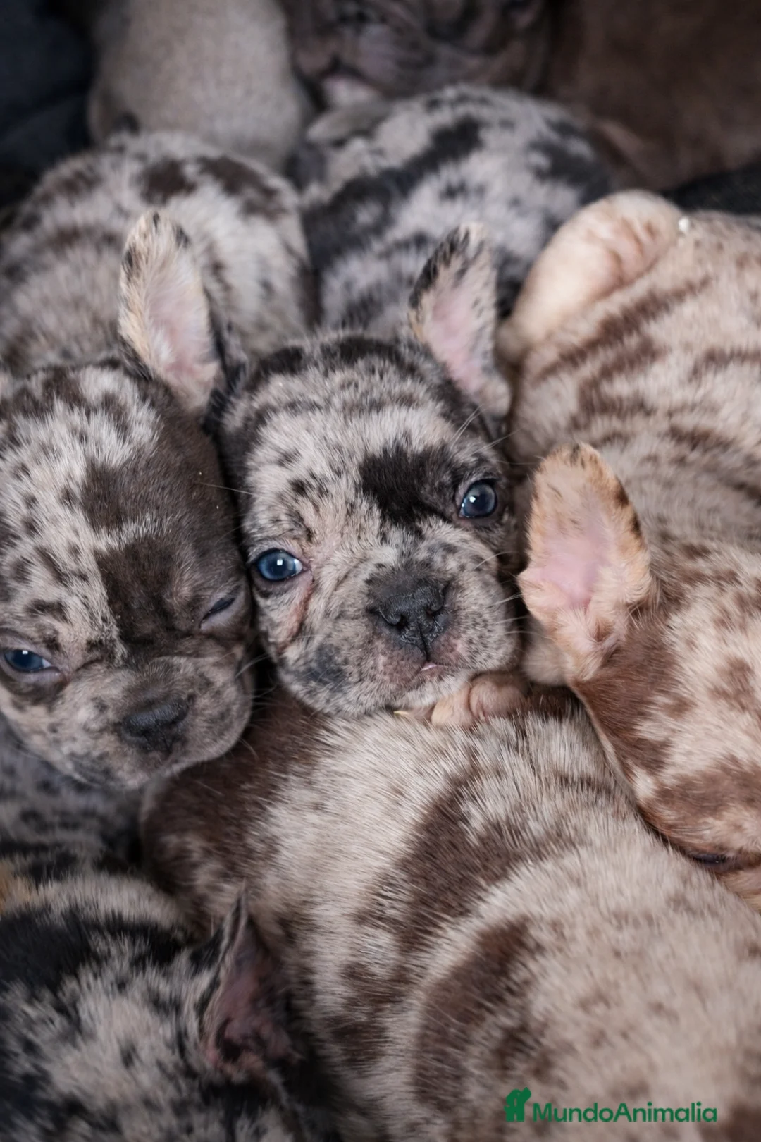 Bulldog Francés perros en venta: Cachorros bulldog francés  - Anuncio 3