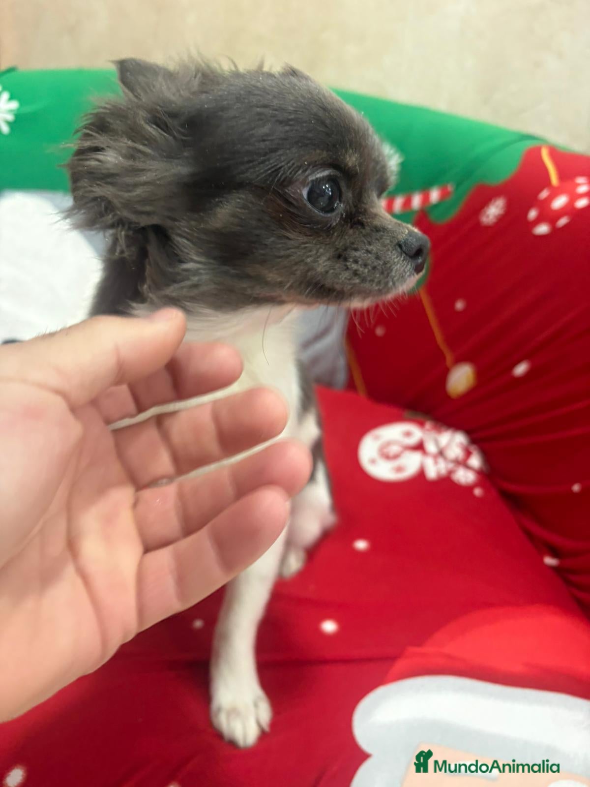 Chihuahua perros Chihuahua toy  - Anuncio 1