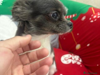 Chihuahua perros Chihuahua toy - Anuncio 1