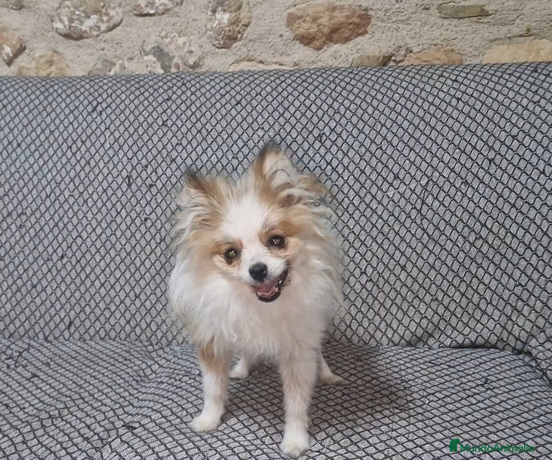 Pomerania perros en venta: Pomerania Toy/toy - Imagen 3
