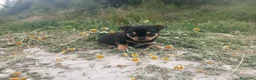 Chihuahua perros en venta: CHIHUAHUAS CABEZA DE MANZANA  - Anuncio 13