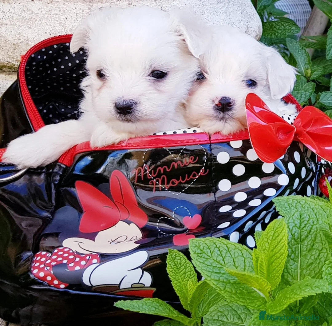 Bichón Maltés perros en venta: Bichón Maltés preciosos en Barcelona - Anuncio 4