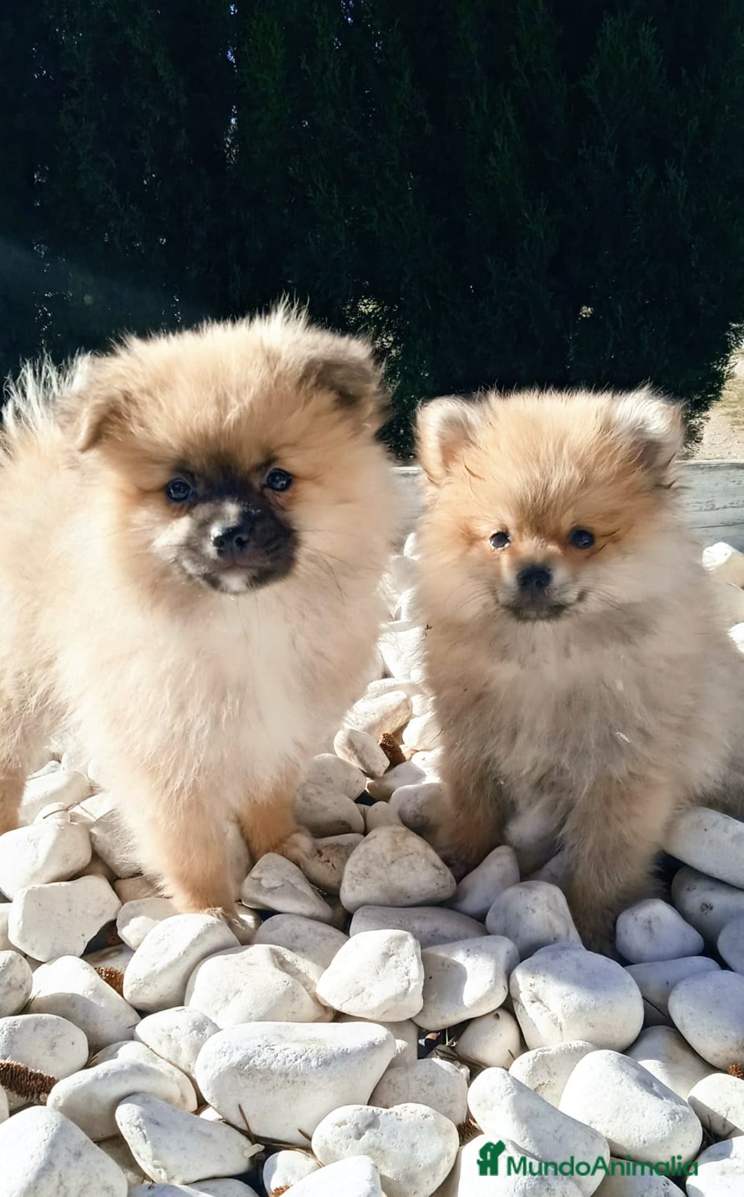 Pomerania perros en venta: POMERANIA - Anuncio 4