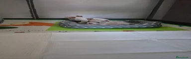 Chihuahua 1