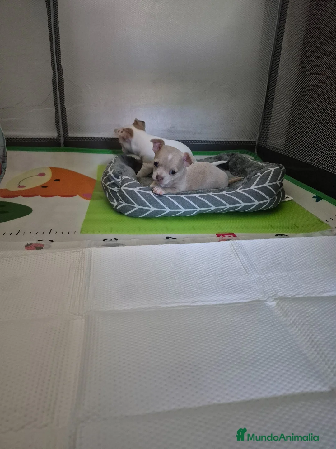 Chihuahua perros en venta: Chihuahua exotico - Anuncio 2