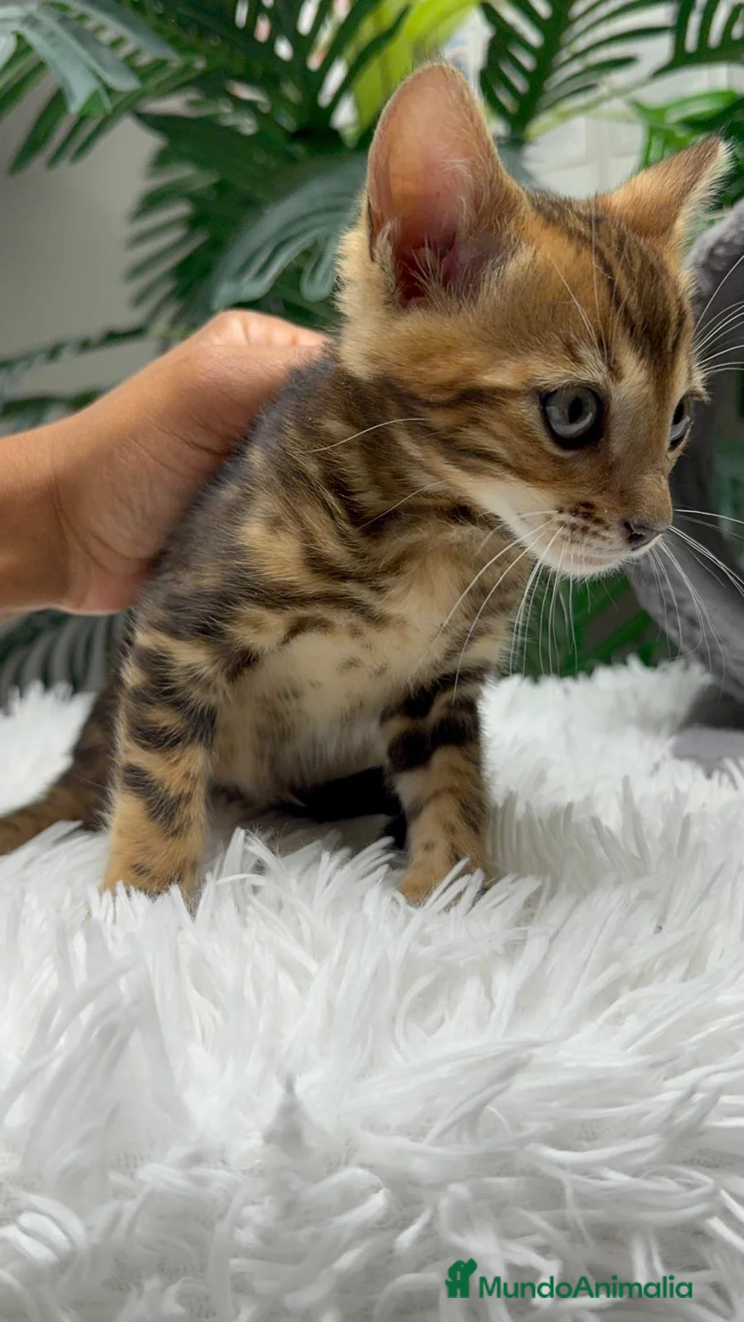 Bengalí gatos en venta: GATITA BENGALI - Anuncio 6