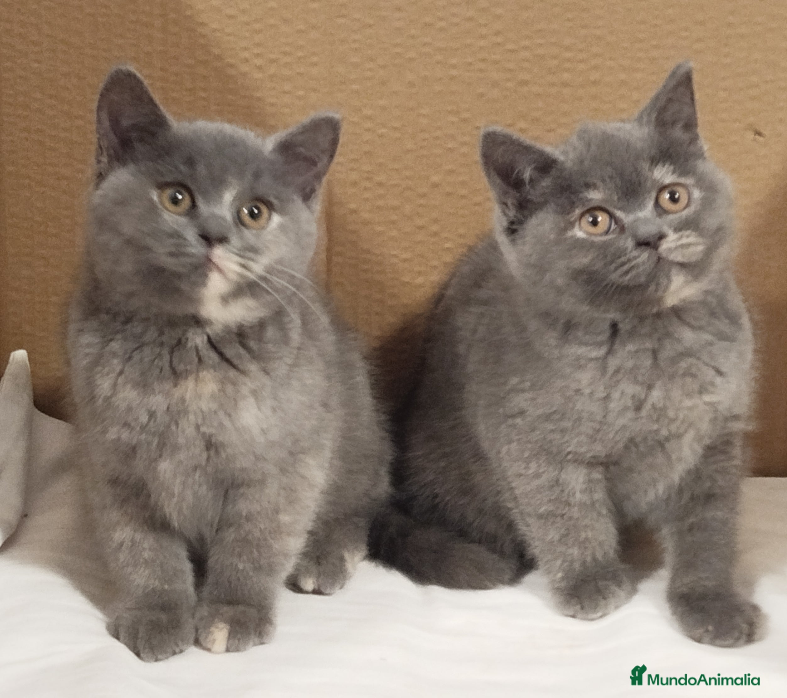 Británico de Pelo Corto gatos British Shorthair  - Anuncio 22