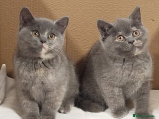 Británico de Pelo Corto gatos British Shorthair - Anuncio 22