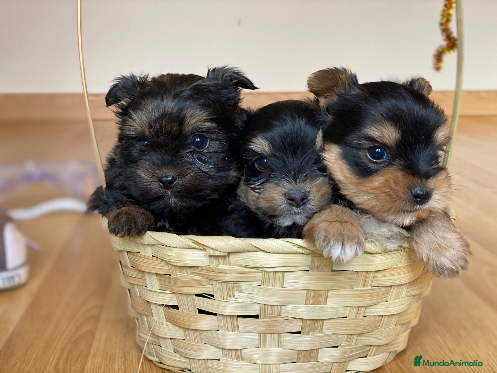 Yorkshire Terrier perros YORKSHIRE TOY //// MEJOR SELECCIÓN !!!! en Badajoz - Anuncio 2