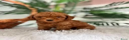 Caniche Toy perros en venta: CANICHE TOY  - Anuncio 1