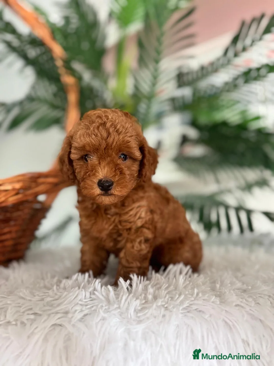 Caniche Toy perros en venta: CANICHE TOY  - Anuncio 1