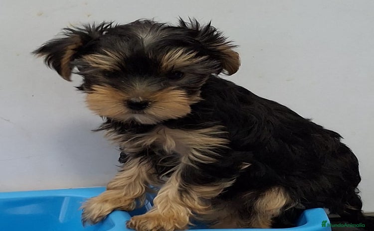 Yorkshire Terrier perros - Anuncio 8