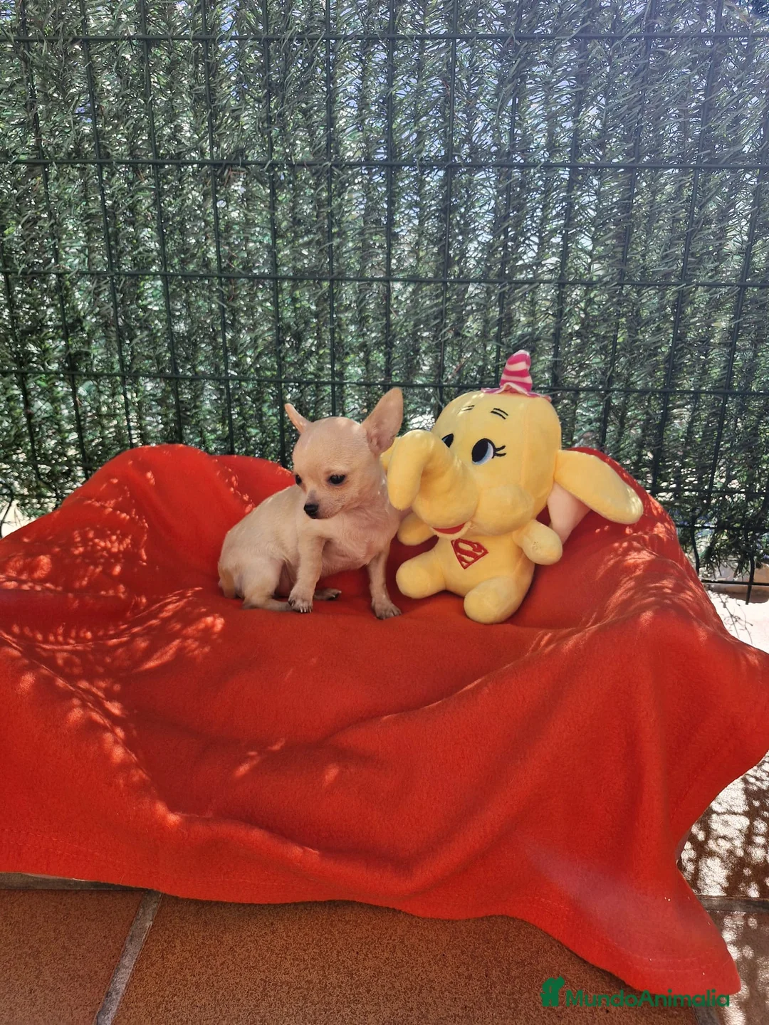 Chihuahua perros en venta: Chihuahuas - Anuncio 2