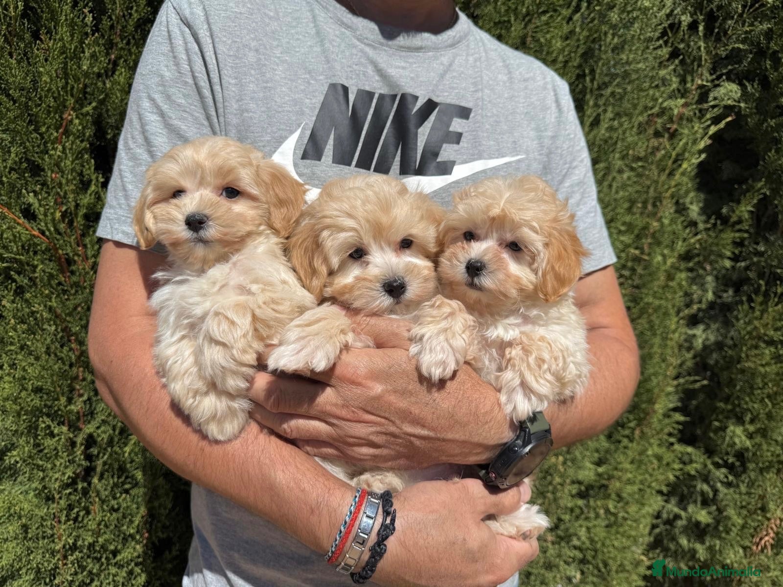 Maltipoo perros Maltipoo tres hermanitos buscan familia!! - Anuncio 2