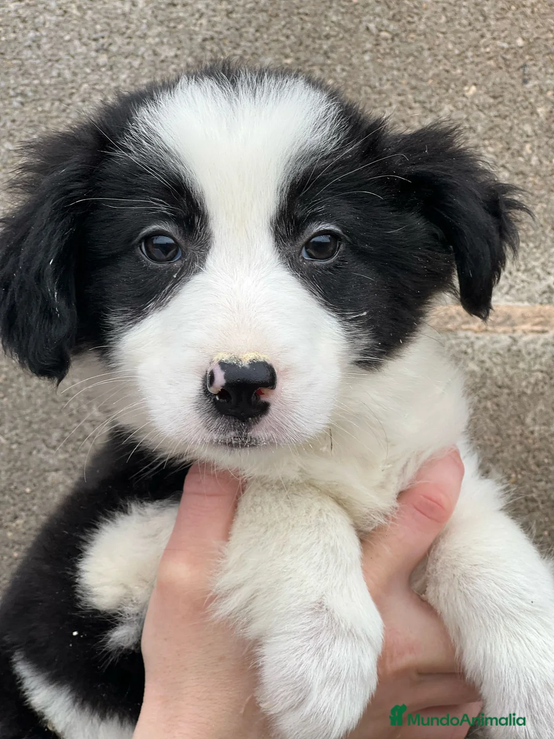 Border Collie perros en venta: Border collie  en Barcelona - Anuncio 4