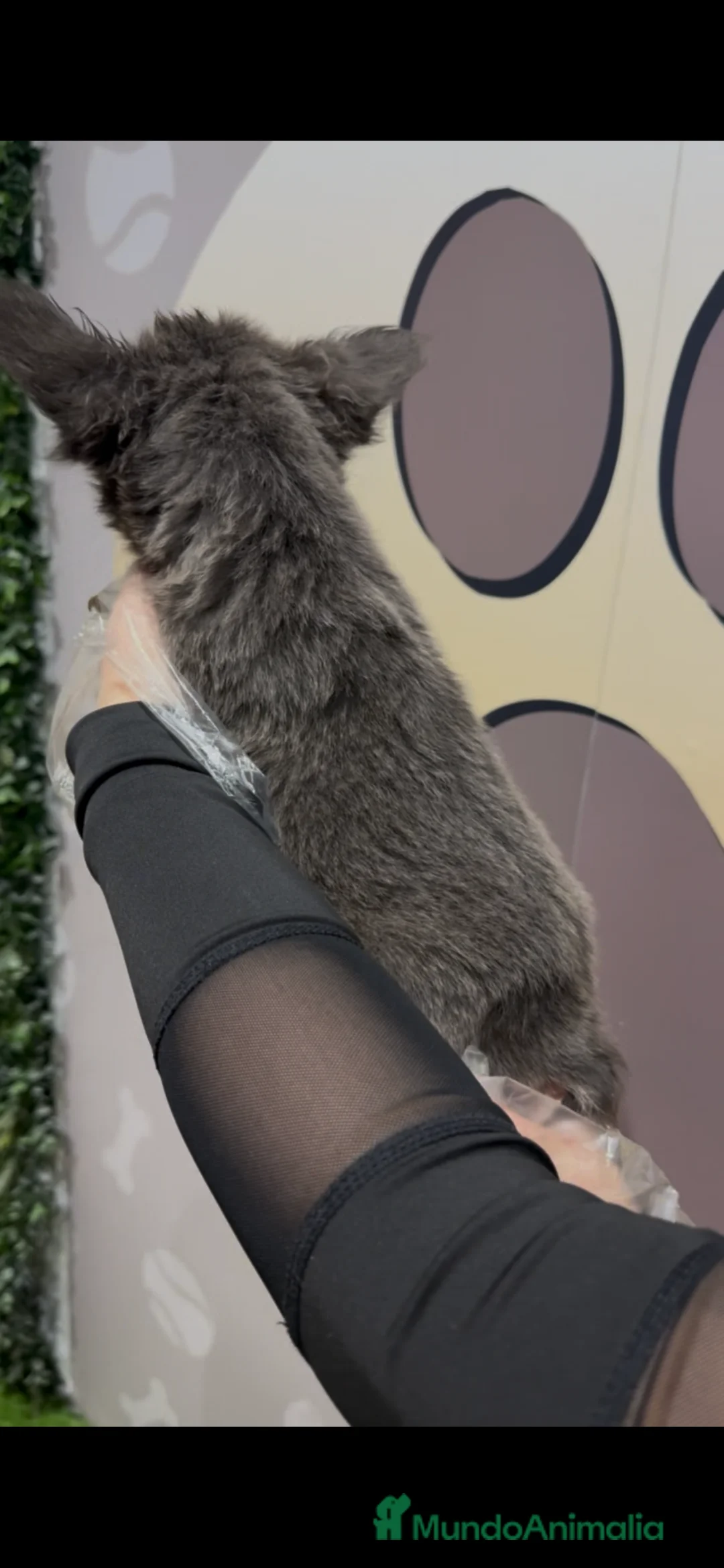 Bulldog Francés perros en venta: Bulldog francés fluffy - Anuncio 3