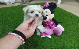 Bichón Maltés perros en venta: ÚLTIMA BICHON MALTES MINI - Imagen 2