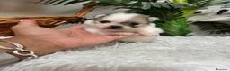Pomerania perros en venta: POMERANIA - Anuncio 3