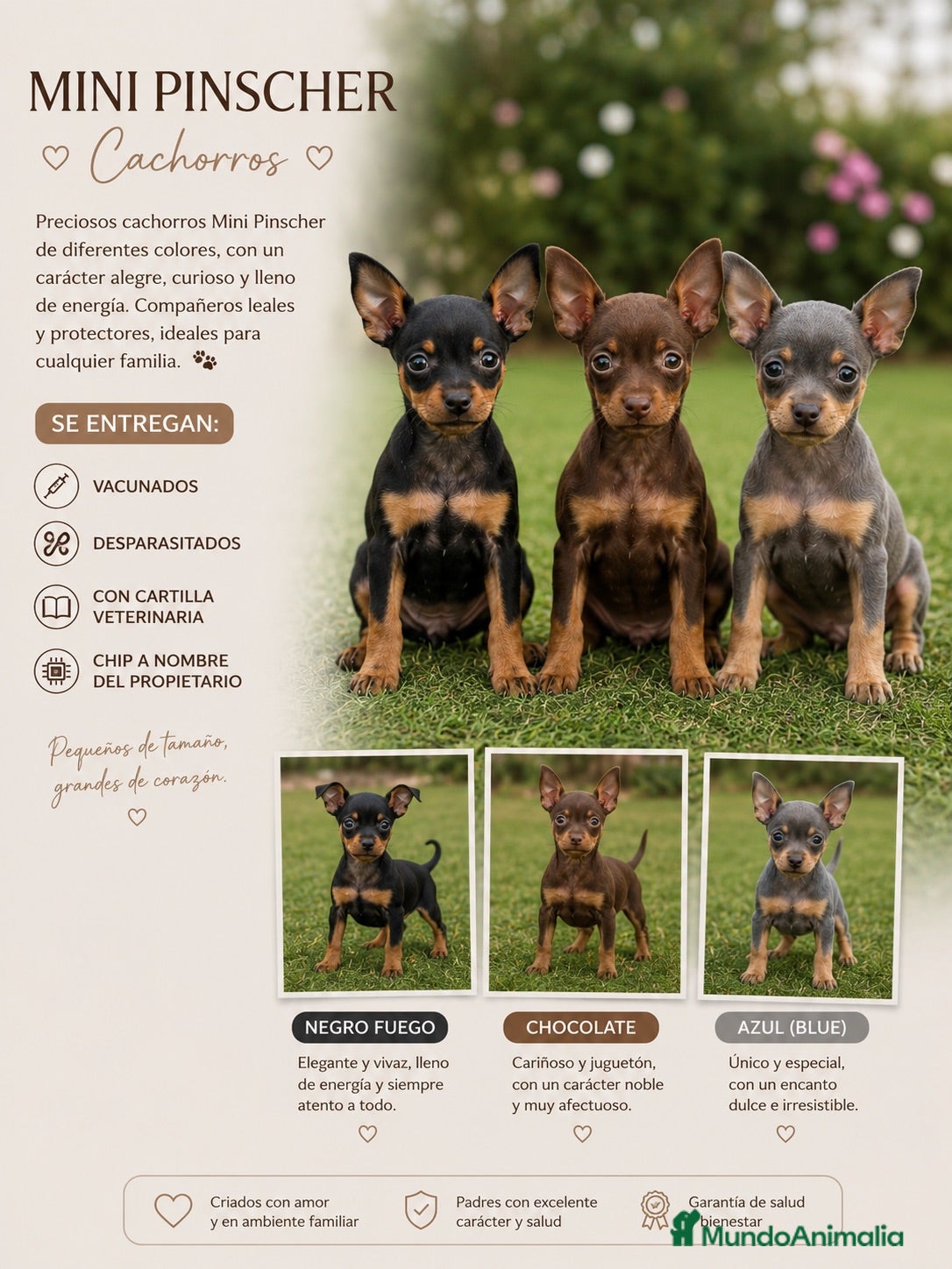 Pinscher Miniatura perros ABIERTAS RESERVAS MINI PINSCHER  🐾 - Anuncio 1