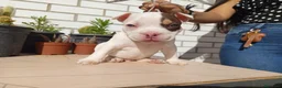 American Bully perros en venta: American Bully  - Anuncio 4