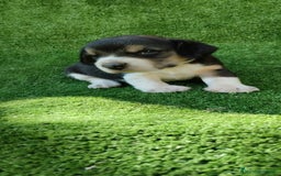 Beagle perros en venta: Beagle - Imagen 10