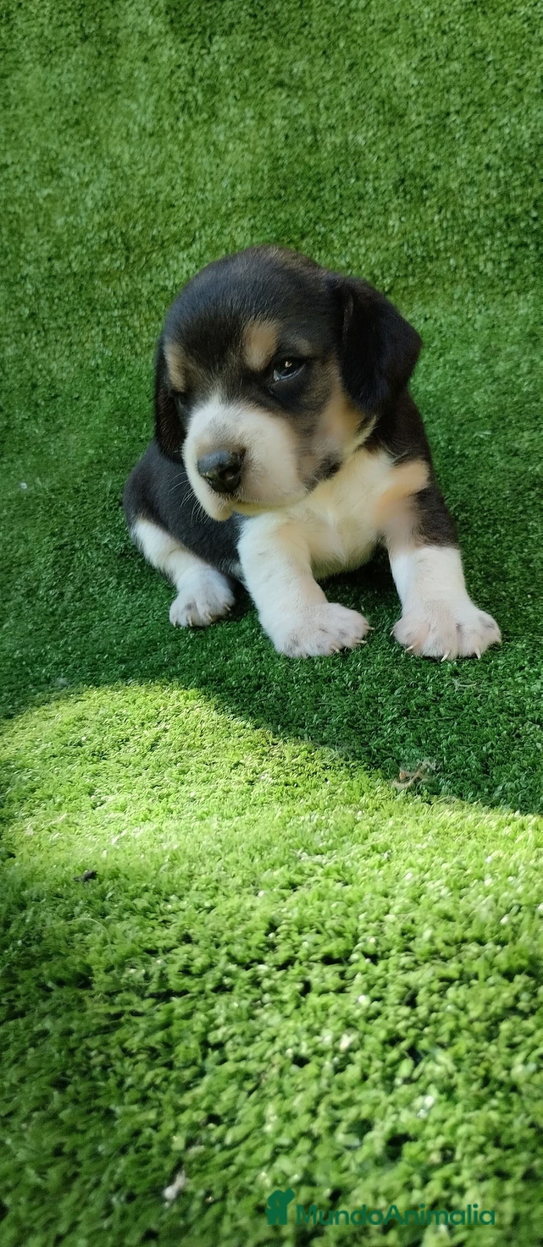 Beagle perros en venta: Beagle - Imagen 10